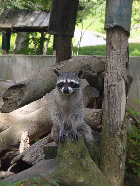 istock A Raccoon isolated 924379386