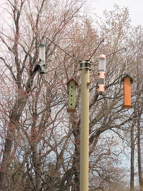 istock bird feeders with one customer 92437947