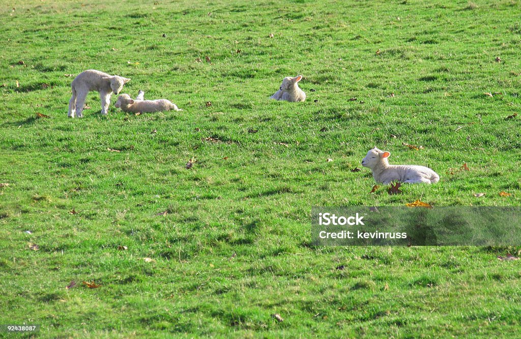 Bébé moutons paissant sur un Pâturage - Photo de Agneau - Animal libre de droits