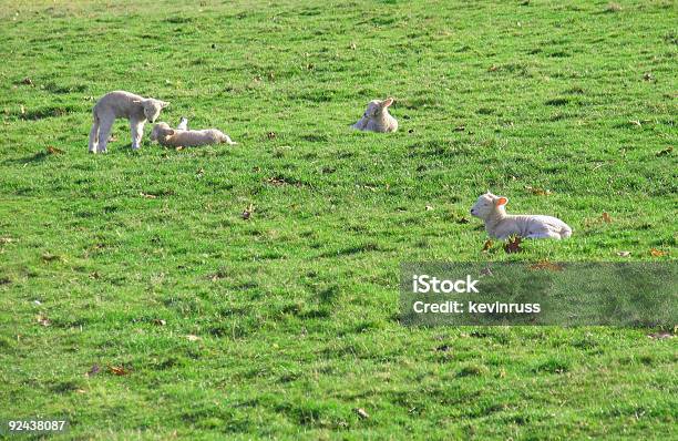 Photo libre de droit de Bébé Moutons Paissant Sur Un Pâturage banque d'images et plus d'images libres de droit de Agneau - Animal - Agneau - Animal, Agriculture, Animaux de compagnie