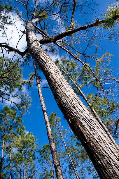 Beautiful Tall Pine Tree Reaching for the Deep Blue Sky stock photo