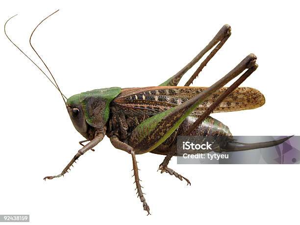 Cavalletta Isolata - Fotografie stock e altre immagini di Ala vestigiale - Ala vestigiale, Animale selvatico, Antenna - Parte del corpo animale