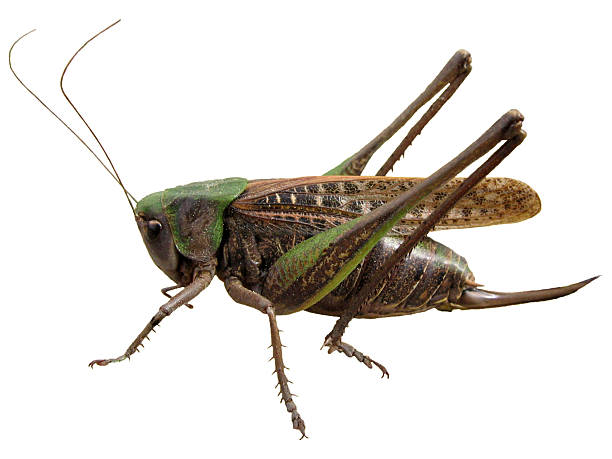 gafanhoto-isolado - grasshopper locust giant grasshopper antler imagens e fotografias de stock