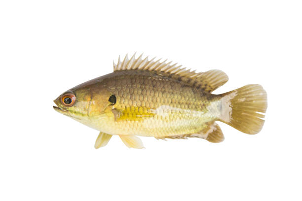 istock Climbing perch or Climbing gourami,Gold Fish,Isolated white background 924381688