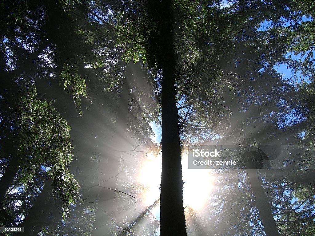 Tope de sol en el bosque - Foto de stock de Aire libre libre de derechos