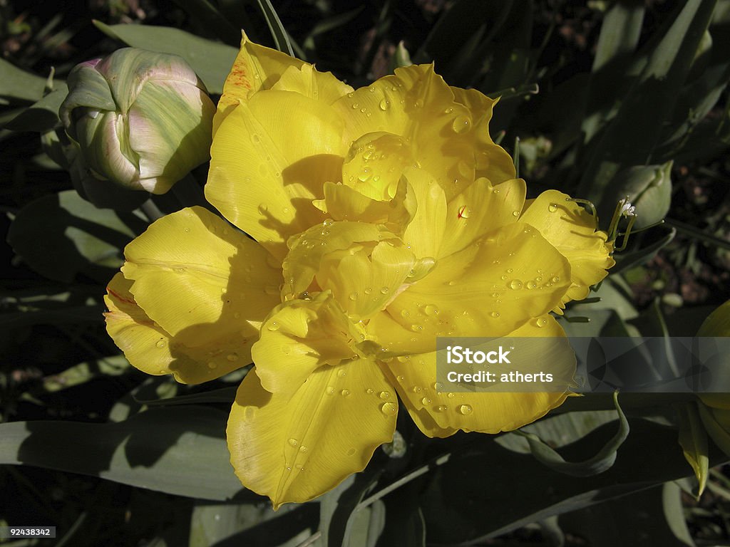 Double Yellow Daffodil  Blossom Stock Photo