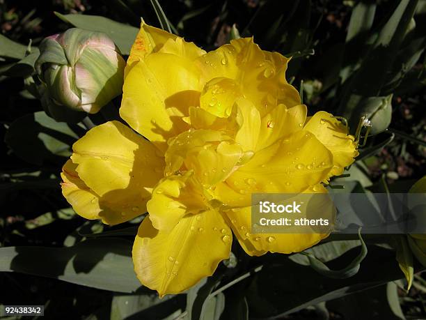 Double Yellow Daffodil Stock Photo - Download Image Now - Blossom, Bud, Color Image