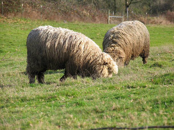 istock Two Dirty Old Sheep Eating the Grass 92438371
