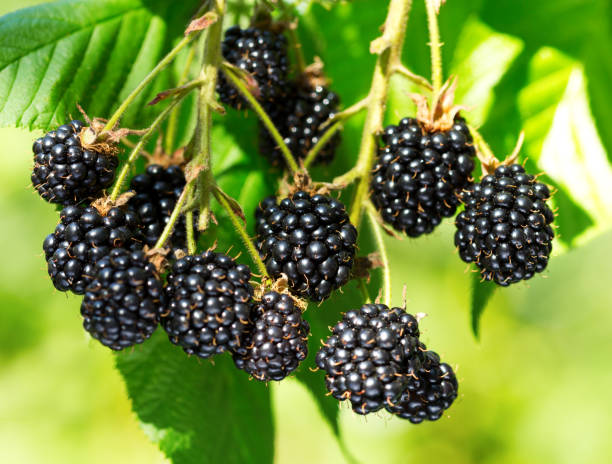 istock ripe blackberry in a garden 924386230