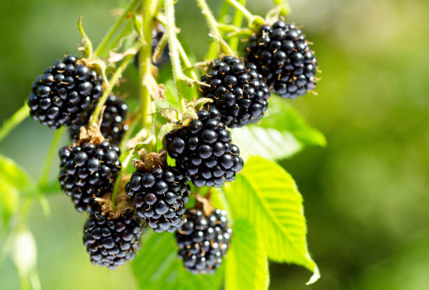 istock ripe blackberry in a garden 924386232