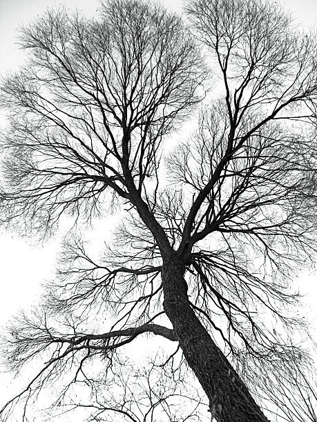 istock veins of the tree 92438673