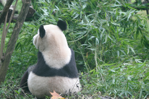 Panda in the middle some deep contemplation. I shot this at the Panda Research Station in Chengdu, China.