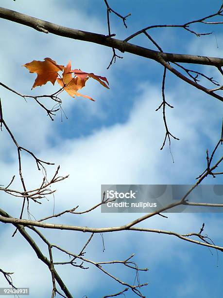 Photo libre de droit de Lautomne banque d'images et plus d'images libres de droit de Arbre - Arbre, Automne, Bleu