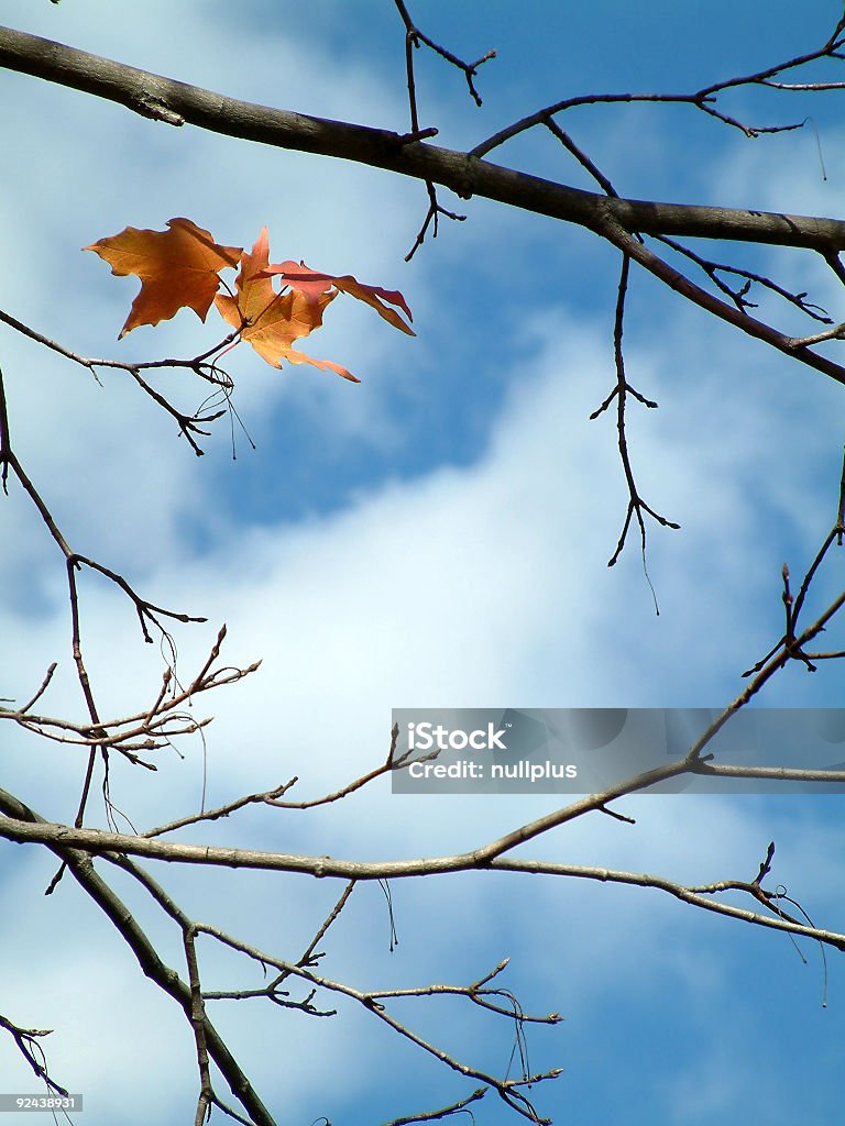 Outono - Royalty-free Azul Foto de stock