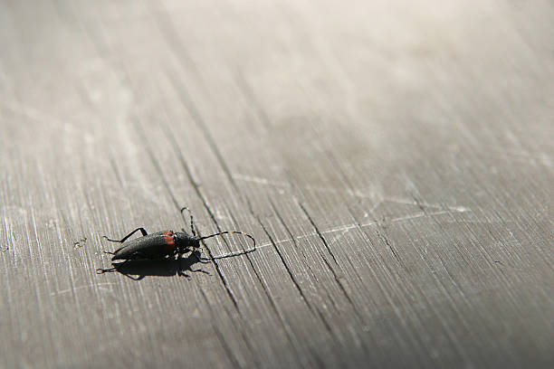 Insect on picnic table stock photo