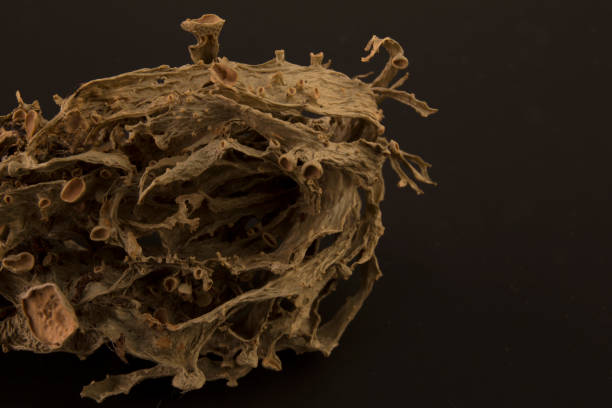 istock Dried ramalina fraxinea or cartilage lichen closeup 924389708