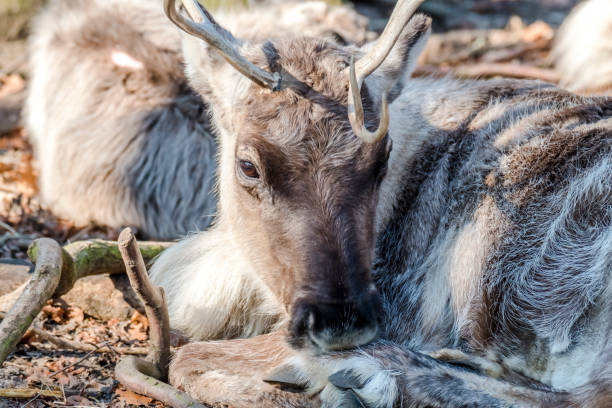 istock Close-up of reindeer on the soil 924389796