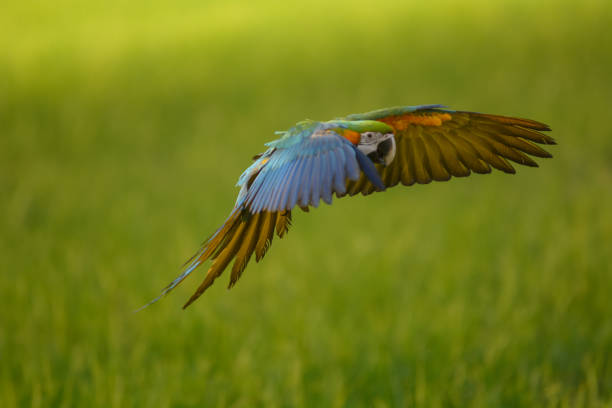 istock Lovely macaw flying freedom in rice field. 924389938