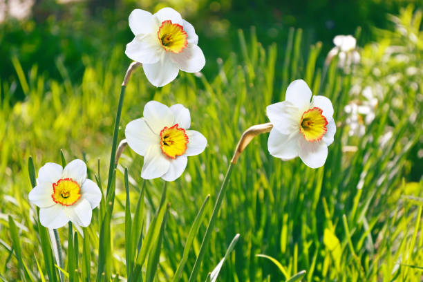 istock Bright and colorful flowers of daffodils 924390352