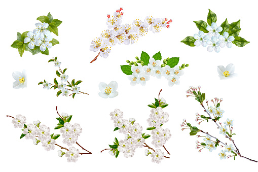 Blossoming fruit branch isolated on white background. jasmine