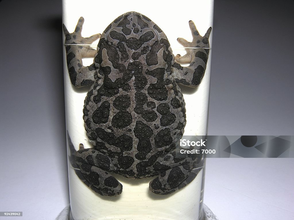 Жаба - Стоковые фото Лягушка роялти-фри