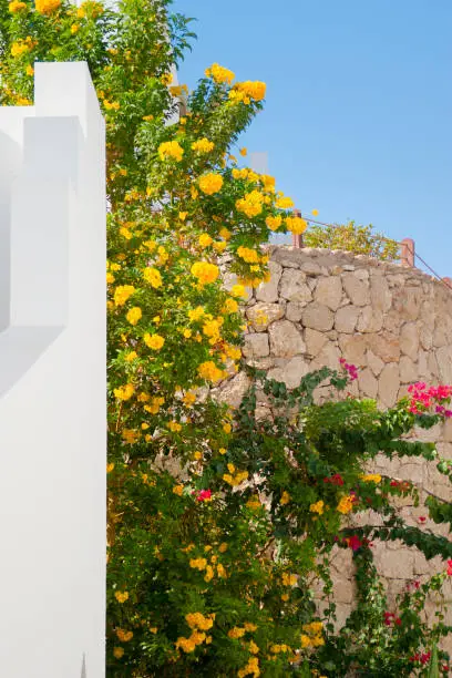 little yellow and pink flowers near white wall