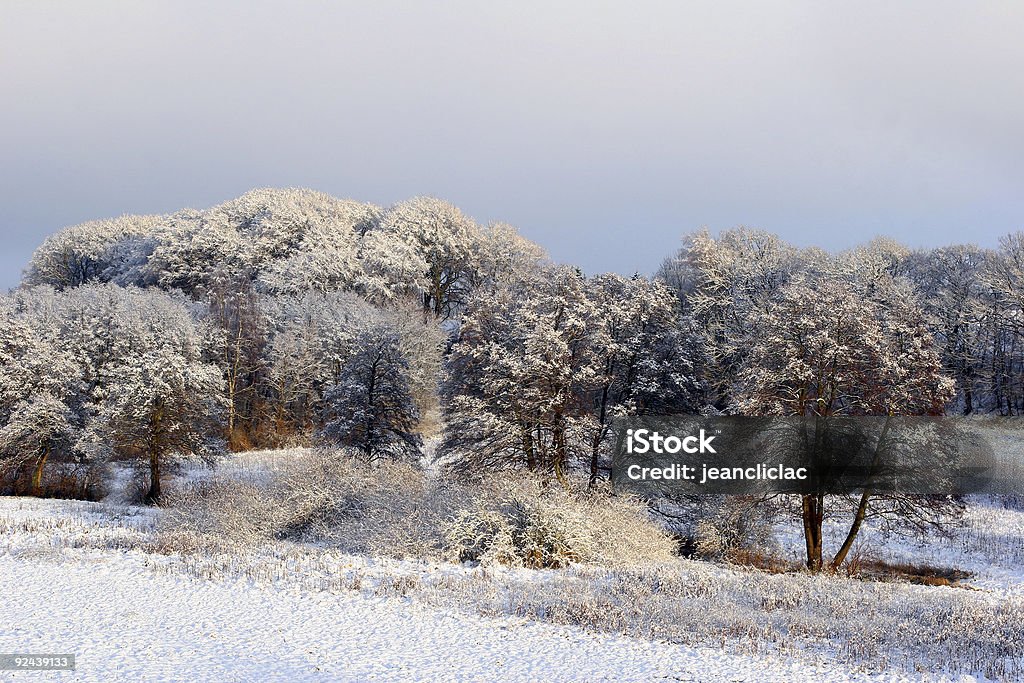 HIVER 2 - Photo de Arbre libre de droits