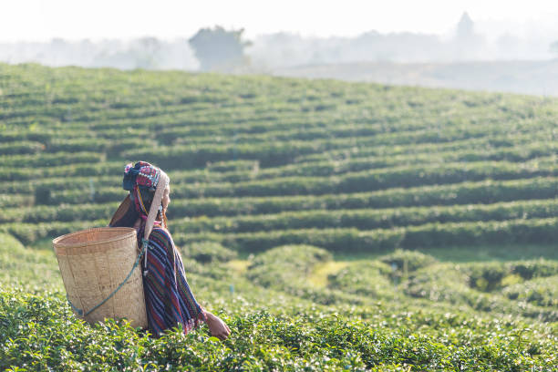 donna asiatica che lavora e raccoglie foglie di tè nell'agricoltura delle piantagioni di tè della fattoria. - tea crop picking agriculture women foto e immagini stock