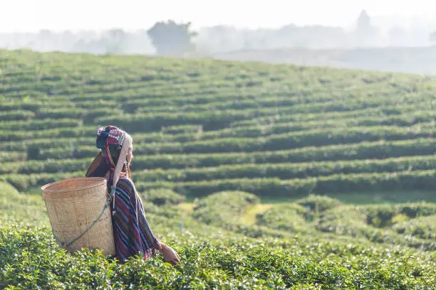 Photo of Asian woman working and picking tea leaf in farm tea plantation agriculture.