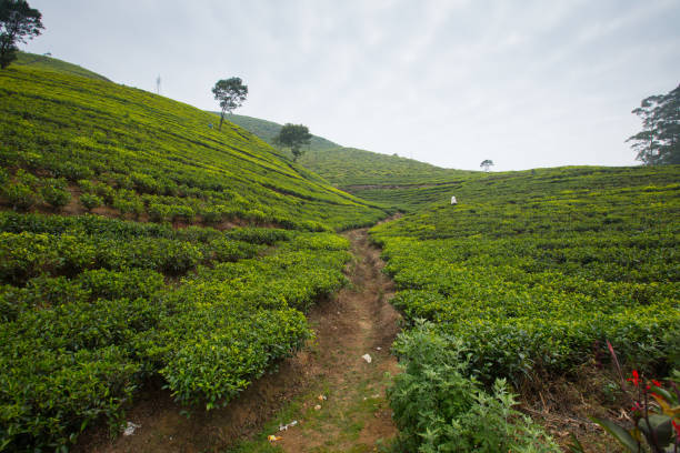 istock TEA PLANT FIELD Black tea, Green Tea Field 924392852
