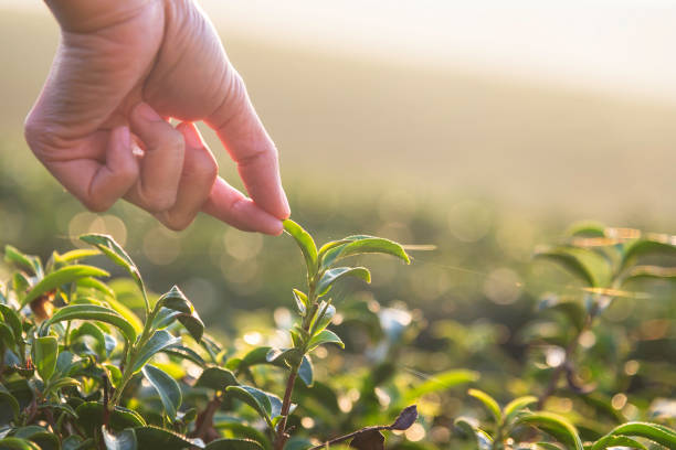 bella donna asiatica raccoglie foglie di tè nel campo da tè al mattino. - tea crop picking agriculture women foto e immagini stock