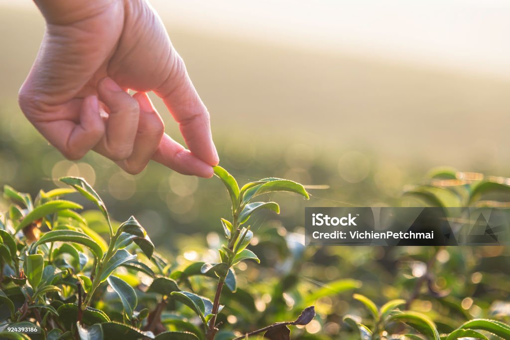 Beautiful asian woman harvest tea leaves in tea field in the morning. Tea Crop Stock Photo