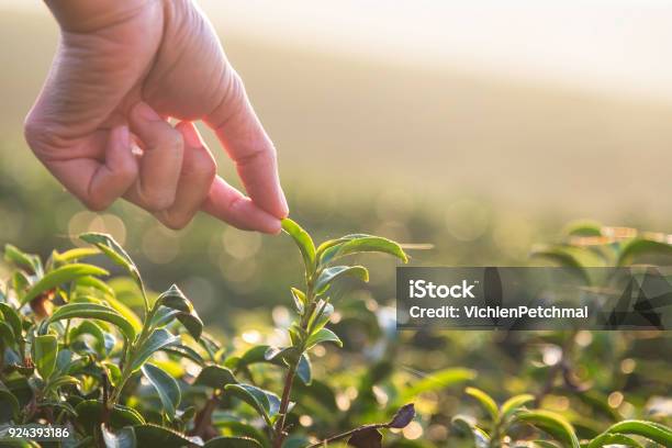 Beautiful Asian Woman Harvest Tea Leaves In Tea Field In The Morning Stock Photo - Download Image Now