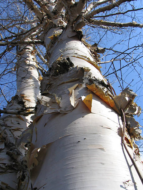 白樺の木、ブルースカイ - tree tall poplar tree bark ストックフォトと画像
