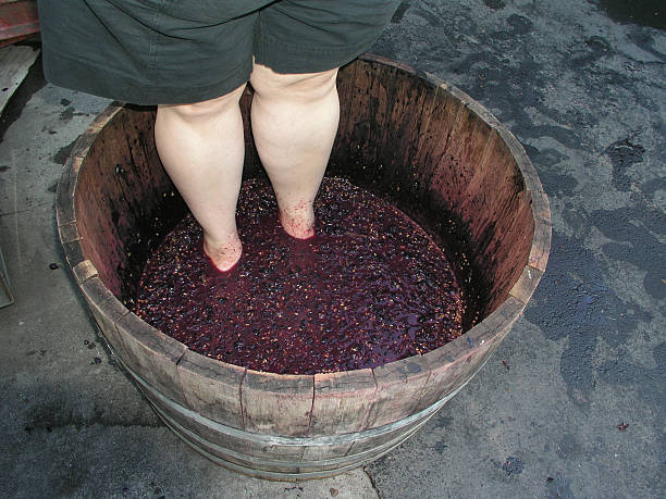 What Happened To The Grape Stomping Lady 30+ Grape Stomping Lady Stock Photos, Pictures & Royalty-Free Images