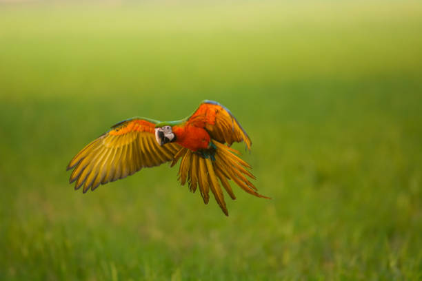 istock Lovely macaw flying freedom in rice field. 924396380