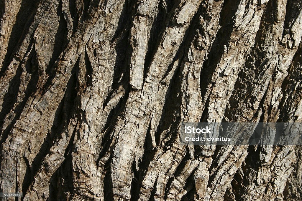 Close-up of 나무 나무껍질 - 로열티 프리 0명 스톡 사진
