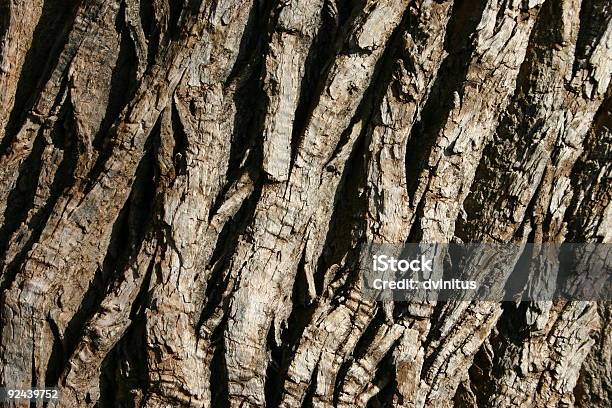 Closeup Of 나무 나무껍질 0명에 대한 스톡 사진 및 기타 이미지 - 0명, 거친, 금이 간