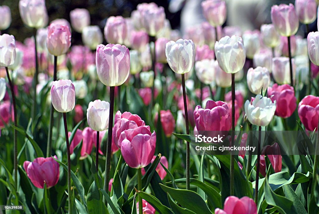 Rosa tulipanes de pascua - Foto de stock de Aire libre libre de derechos