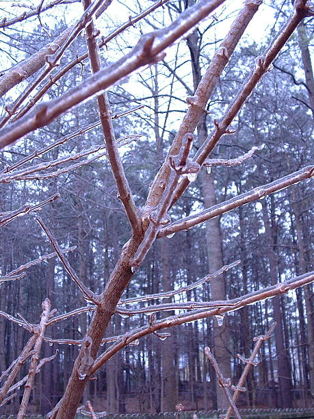 Frozen Branches stock photo