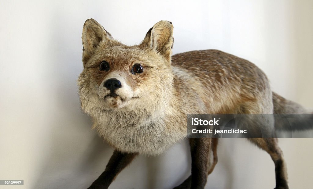 fox03  Taxidermy Stock Photo
