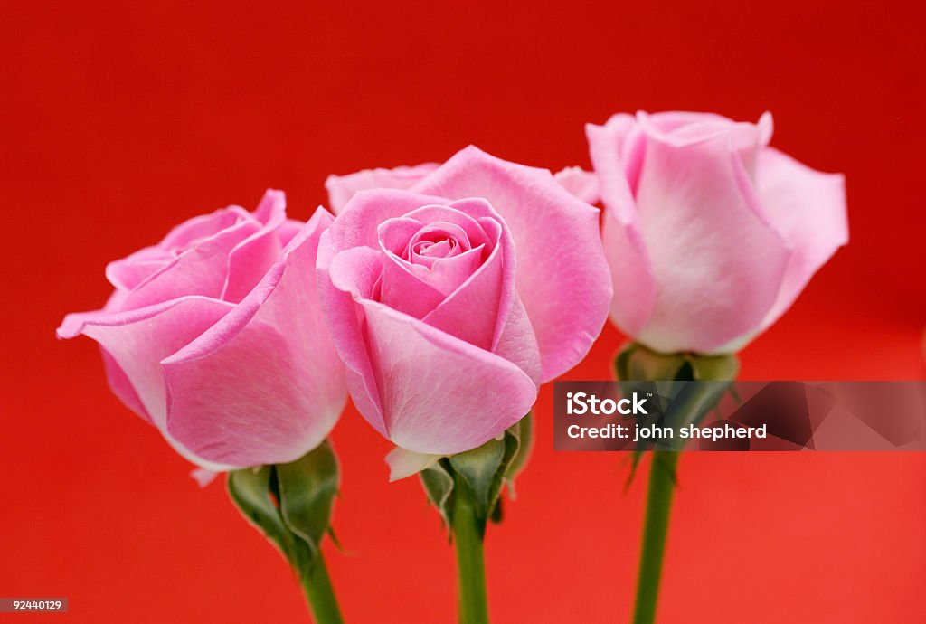 Trois roses roses sur fond rouge - Photo de Beauté de la nature libre de droits
