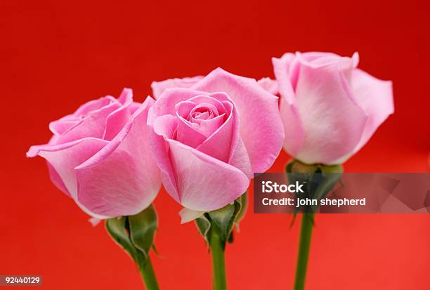 Три Розовые Розы На Красном Фоне — стоковые фотографии и другие картинки Без людей - Без людей, Букет, В стиле минимализма