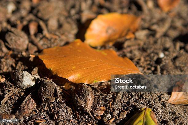 Brown Blätter Auf Dem Boden Liegen Stockfoto und mehr Bilder von Balkengerüst - Balkengerüst, Baum, Bauwerk