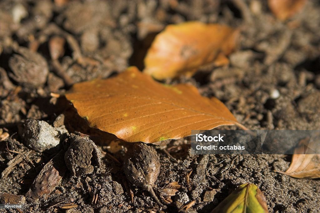 브라운 잎 라잉 지상 - 로열티 프리 0명 스톡 사진
