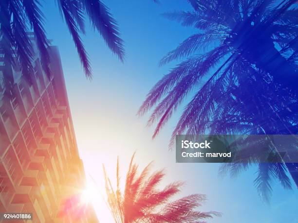 Moderno Edificio Y Palma Árboles En Miami Florida Usa Foto de stock y más banco de imágenes de Florida - Estados Unidos