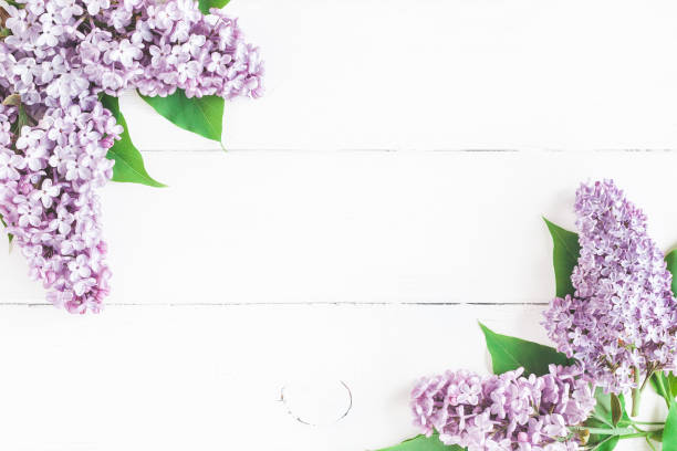 istock Spring lilac flowers on white background. Flat lay, top view 924402514
