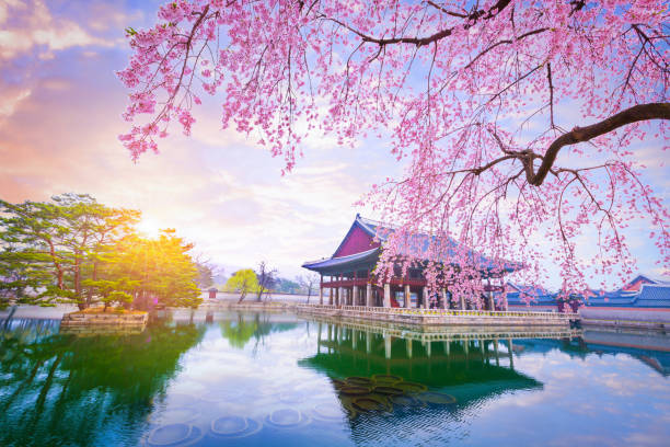 palacio de gyeongbokgung con el árbol de cerezo en primavera en la ciudad de seúl, corea del sur. - south corea fotografías e imágenes de stock