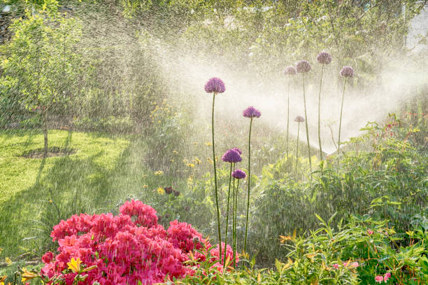 istock Watering in the flower garden 924402974