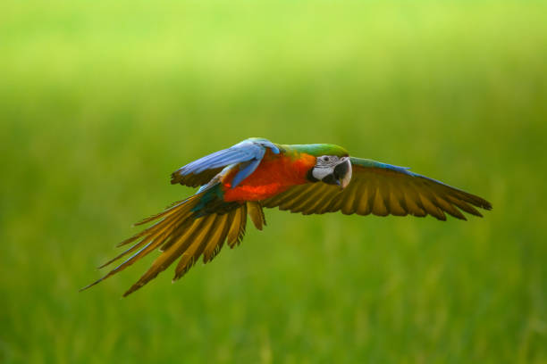 istock Lovely macaw flying freedom in rice field. 924403314